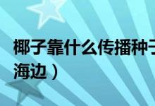 椰子靠什么傳播種子的(椰子樹(shù)怎么都生長(zhǎng)在海邊)