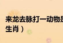 來龍去脈打一動物是什么生肖（來龍去脈打一生肖）