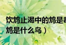 飲鴆止渴中的鴆是毒鳥還是毒果(飲鴆止渴的鴆是什么鳥)