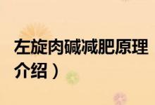 左旋肉堿減肥原理（關于左旋肉堿減肥原理的介紹）