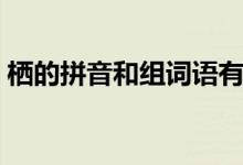 棲的拼音和組詞語有哪些（棲的拼音和組詞）