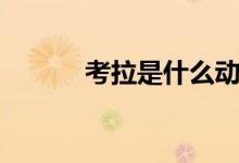 考拉是什么動物(考拉是什么)