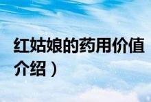紅姑娘的藥用價(jià)值（關(guān)于紅姑娘的藥用價(jià)值的介紹）