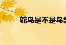 鴕鳥(niǎo)是不是鳥(niǎo)類(lèi)（鴕鳥(niǎo)是不是鳥(niǎo)）
