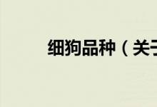 細狗品種（關(guān)于細狗品種的介紹）