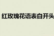 紅玫瑰花語(yǔ)表白開(kāi)頭語(yǔ)（紅玫瑰花語(yǔ)是什么）