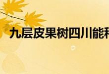 九層皮果樹(shù)四川能種嗎（九層皮果怎么吃）