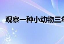 觀察一種小動(dòng)物三年級(jí)（觀察一種小動(dòng)物）