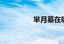 羋月墓在哪里(羋月墓)