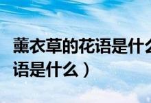薰衣草的花語(yǔ)是什么象征了什么（薰衣草的花語(yǔ)是什么）