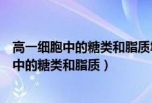 高一細(xì)胞中的糖類和脂質(zhì)筆記（高中生物知識(shí)點(diǎn)總結(jié)：細(xì)胞中的糖類和脂質(zhì)）